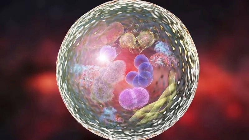 Spermidina sau viitorul regenerarii celulare
